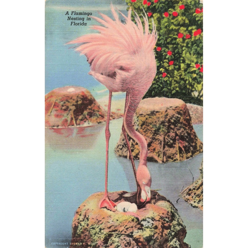 Vtg A Flamingo Nesting in Florida Linen Postcard Thomas R West Bird Nature